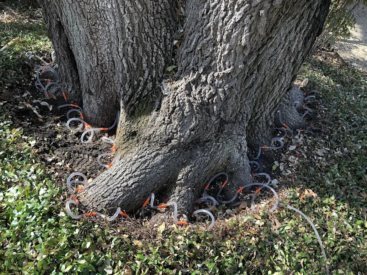 Detailed Tree Cabling and Bracing job site in Wapiti