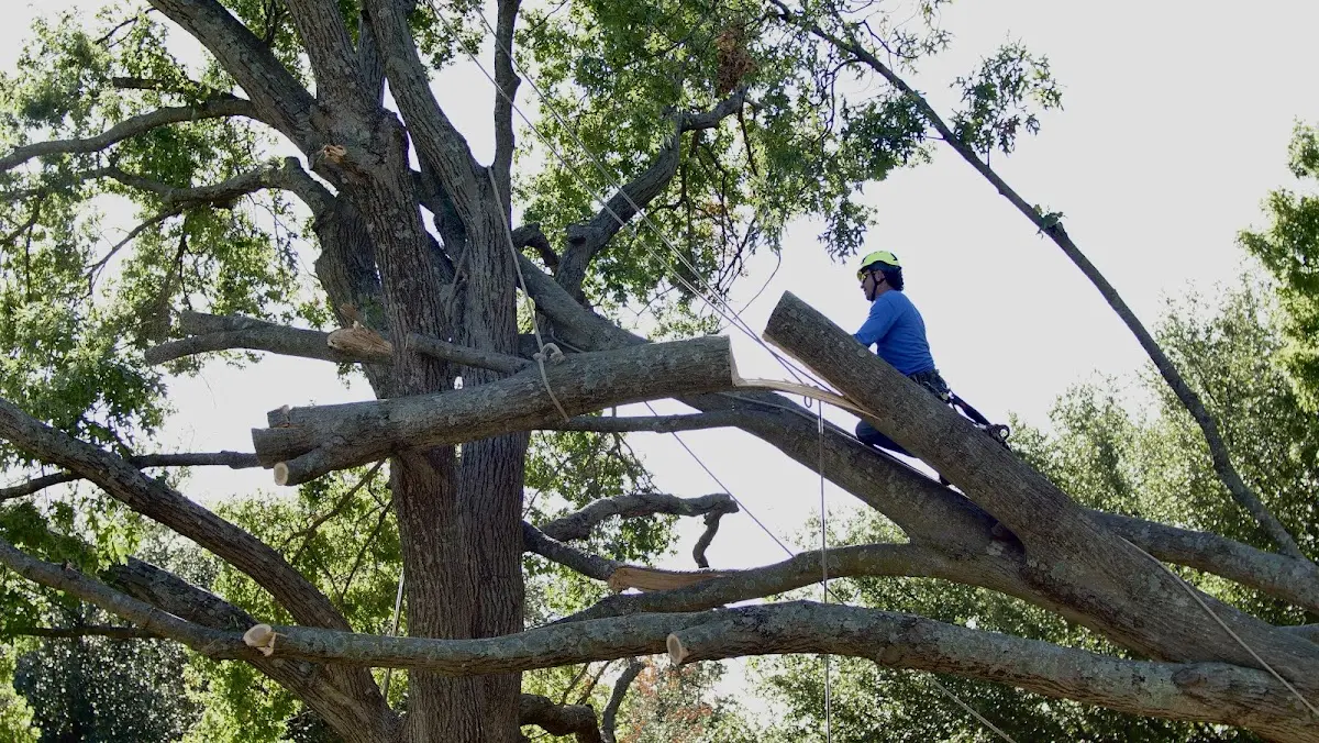 Professional Crown Thinning performed by certified arborists in Wapiti