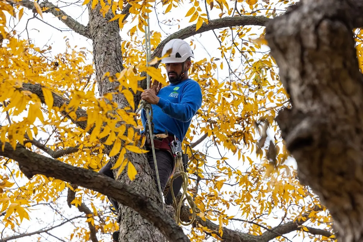 Skilled Tree Trimming crew working in Wapiti