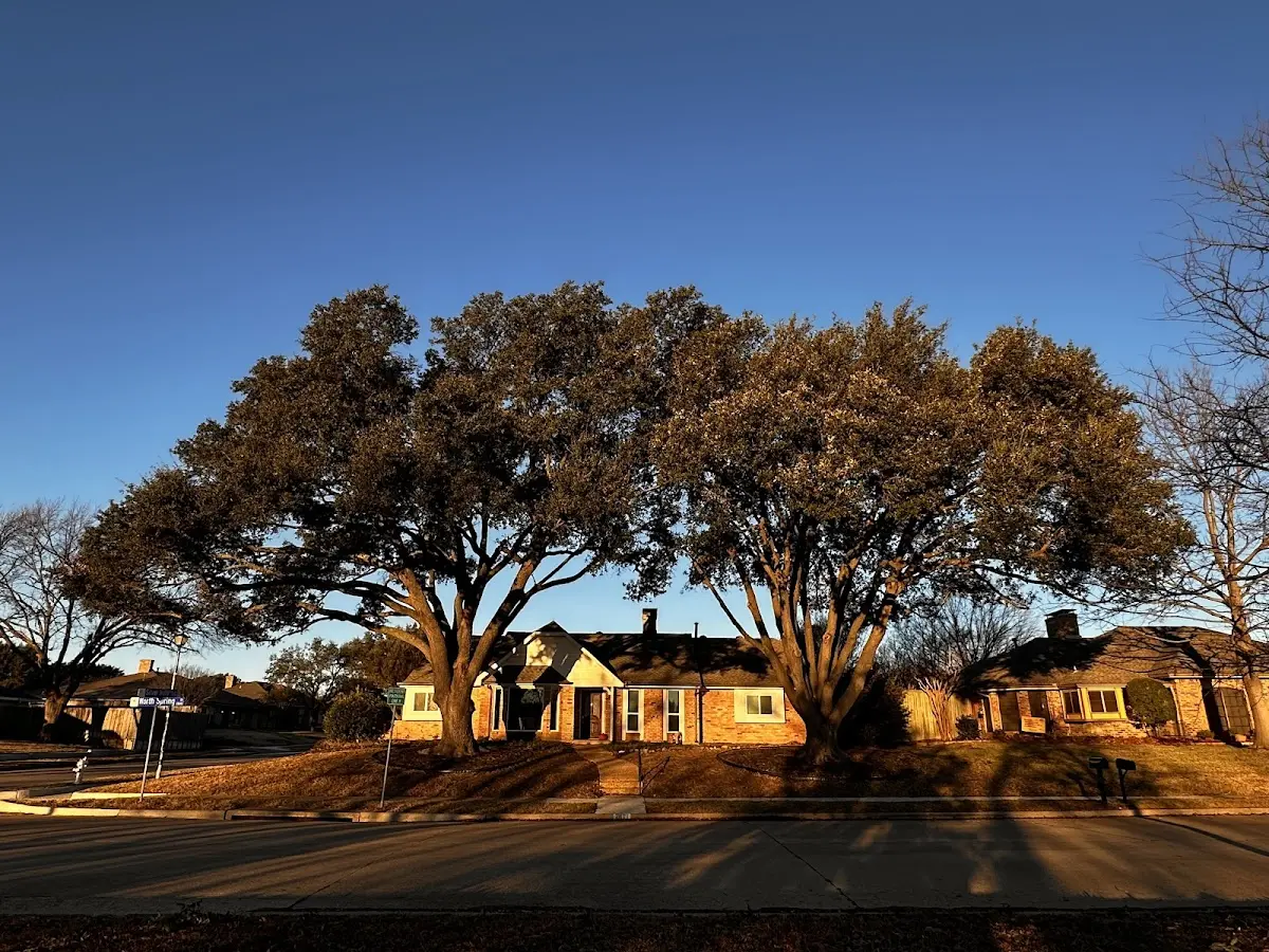 Established residential canopy tree shading a home in Wapiti